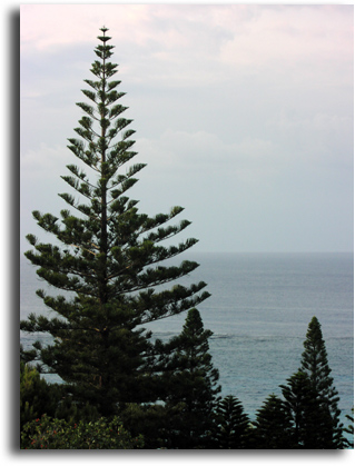 Towering Norfolk Pine